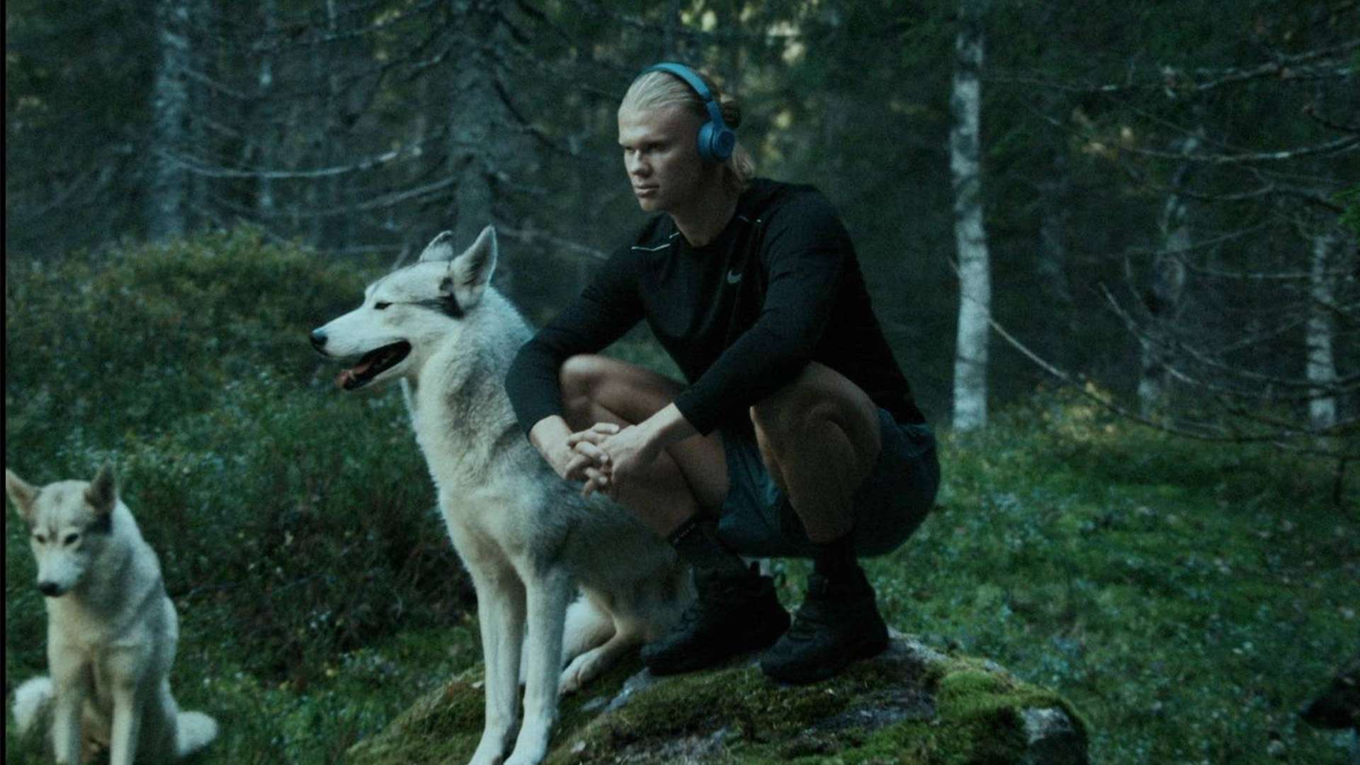 可以在引进 可以在引进